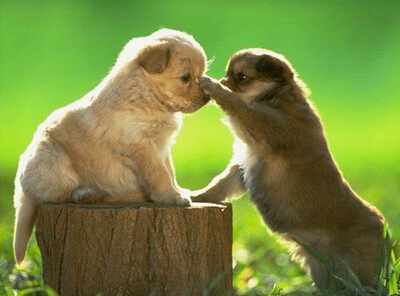 配圖片的朋友說說：什么是好朋友？有人說，那是地球上翻版的自己6