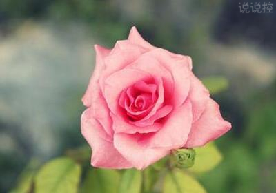 唯美說說配圖，唯美說說圖片2