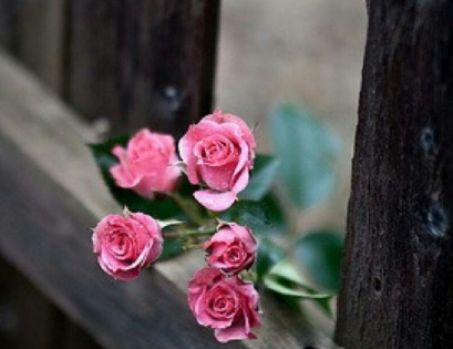 超暖心文藝情話適合表白 戀愛中情話句子大全1