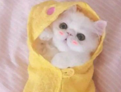 抖音網(wǎng)紅搞笑情話說說帶圖片 很有意思的情話短句1