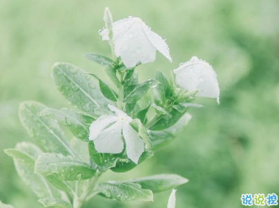 2019母親節(jié)感恩祝福語(yǔ)帶圖片 母親節(jié)的暖心話逗媽媽開心15