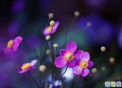 放棄愛情放棄你的傷感句子 對愛情很無奈的說說1