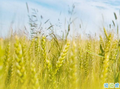 2019小滿節(jié)氣祝福語說說帶圖片 小滿節(jié)氣的優(yōu)美句子好聽2