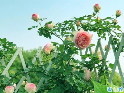 今年流行的朋友圈愛情說說配圖 談戀愛真的很麻煩以后我麻煩你了12