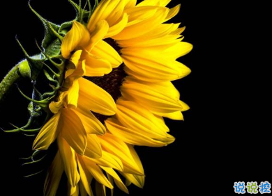 微博一句話正能量句子 知道的越少越快樂2