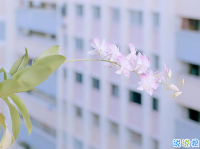 最新微信經(jīng)典說說帶圖片 句句經(jīng)典穿透人心14