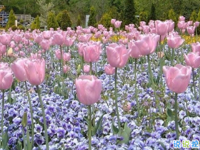 聽起來很純粹的愛情說說 干凈愜意的愛情說說配圖 10