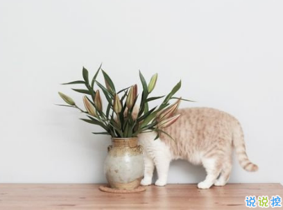 聽起來很純粹的愛情說說 干凈愜意的愛情說說配圖 13