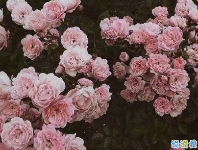 微博文藝小短句帶圖片 小眾且好聽的微博句子7