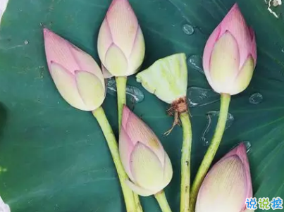 2019夏至說說短語帶圖片 夏至qq空間唯美說說大全8