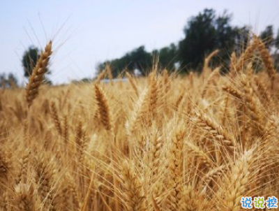 2019夏至說說短語帶圖片 夏至qq空間唯美說說大全11