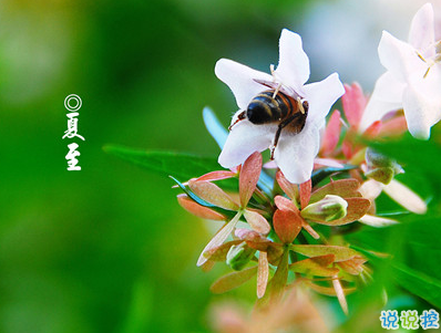 2019夏至說說短語帶圖片 夏至qq空間唯美說說大全14