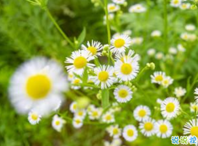 2019夏至說說短語帶圖片 夏至qq空間唯美說說大全6