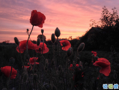 朋友圈干凈短句帶圖片 干凈短句說說很精辟5