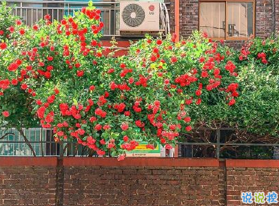 抖音早安心語(yǔ)唯美帶圖片 早安問(wèn)候語(yǔ)幽默一句話(huà)5