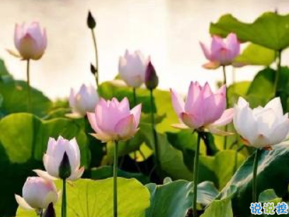 抖音早安心語(yǔ)唯美帶圖片 早安問(wèn)候語(yǔ)幽默一句話(huà)6