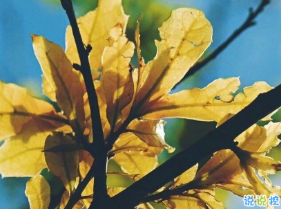 心累心煩的說說帶圖片 煩躁不安的傷感說說3