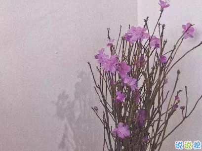 微信朋友圈經(jīng)典說說帶圖片 吸引人點贊的經(jīng)典短句4