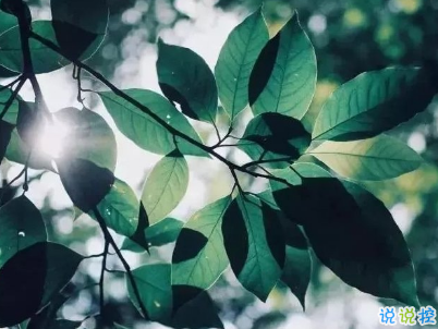 適合夏天發(fā)的小句子配圖 夏天出去旅游的心情說說6