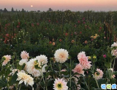 女生可愛說說幽默搞笑配圖片 只要肯努力沒什么事搞不砸的13