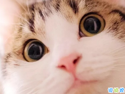 女生可愛說說幽默搞笑配圖片 只要肯努力沒什么事搞不砸的1