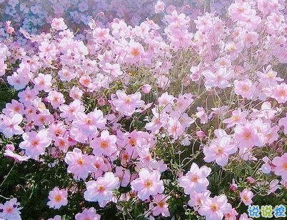 八月你好說說唯美句子配圖 2019最新八月說說好聽的句子4