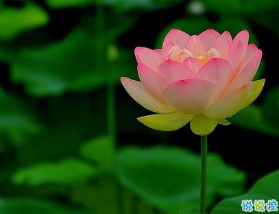 2019八月哲理說(shuō)說(shuō)心情短語(yǔ) 新的八月新的開始哲理句子1