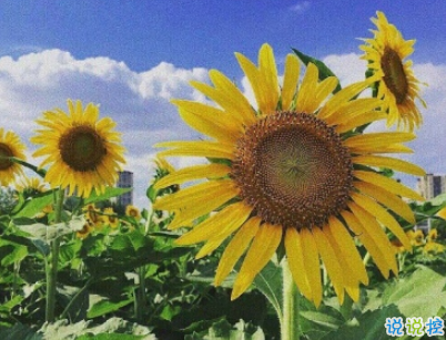 抖音最火愛情說說經(jīng)典語錄配圖 情深是你白首也是你3