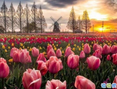 抖音最火愛情說說經(jīng)典語錄配圖 情深是你白首也是你9