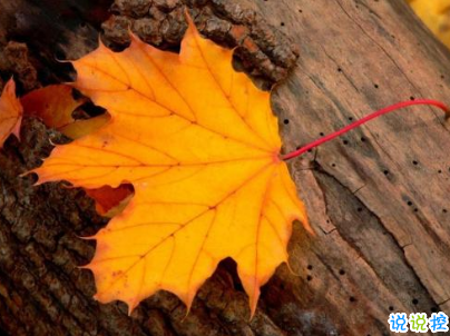 立秋朋友圈說說帶圖片 2019立秋節(jié)氣經(jīng)典說說4