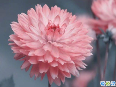 溫柔干凈的唯美句子配圖  適合女生說說唯美文字控4