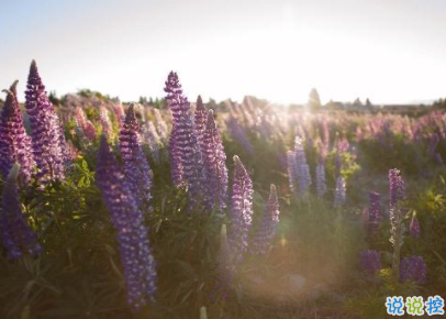 最新朋友圈說說陽光溫暖 聽起來很舒服輕松的句子2