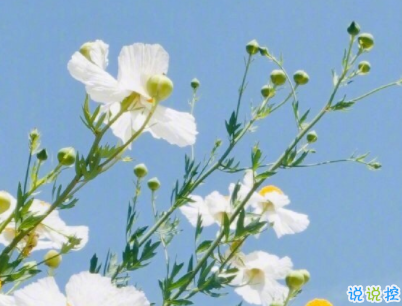 文藝經(jīng)典語錄帶圖片 適合女生的簡單文藝風(fēng)說說12