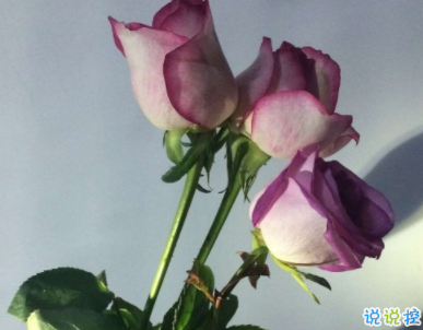 文藝卻一點(diǎn)不矯情的短句 女生文藝心情說說短語1