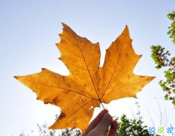 2019秋天來了的說說唯美傷感 秋天朋友圈心情說說2