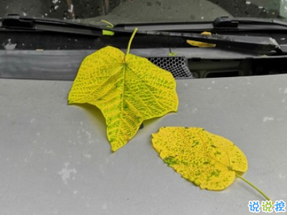 描寫秋天的句子優(yōu)美帶圖片 秋天到了微信心情說說2