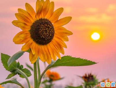 早安調(diào)皮句子帶圖片 女生朋友圈可愛早安心語13