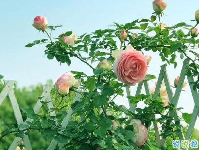 人生感悟簡(jiǎn)短經(jīng)典句子配圖 決定你命運(yùn)的是自己13