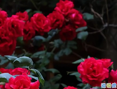 微博毒雞湯大全帶圖片 毒雞湯句子簡(jiǎn)短一句話8