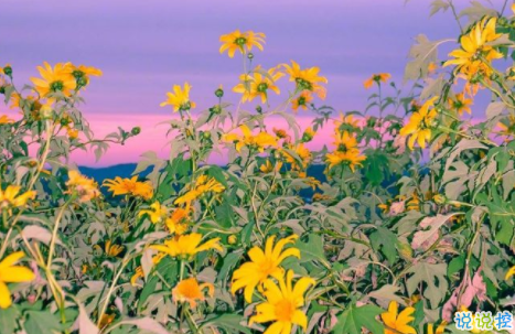 女生委屈到死的扎心句子說說帶圖片 何必把好感放大成喜歡9