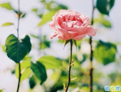 超可愛(ài)超甜的表白句子帶圖片 適合女生情話說(shuō)說(shuō)卡哇伊13