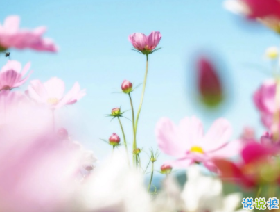 朋友圈治愈系暖心說說帶圖片 簡短經(jīng)典溫暖句子精選9