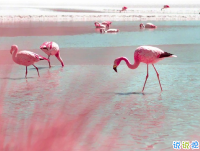 女生可愛朋友圈說說帶圖片 小仙女專屬可愛呆萌說說10