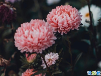 微信個性說說人生感悟帶圖片 沒有希望就沒有失望12