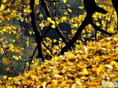 賞銀杏的朋友圈說(shuō)說(shuō)帶圖片 有關(guān)銀杏的唯美說(shuō)說(shuō)配圖4