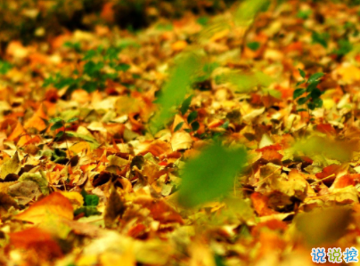 賞銀杏的朋友圈說(shuō)說(shuō)帶圖片 有關(guān)銀杏的唯美說(shuō)說(shuō)配圖2