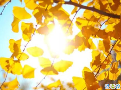 賞銀杏的朋友圈說(shuō)說(shuō)帶圖片 有關(guān)銀杏的唯美說(shuō)說(shuō)配圖5