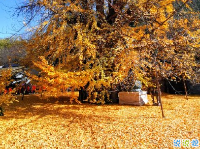 賞銀杏的朋友圈說(shuō)說(shuō)帶圖片 有關(guān)銀杏的唯美說(shuō)說(shuō)配圖9