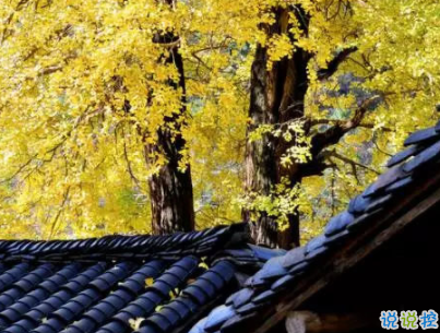 賞銀杏的朋友圈說(shuō)說(shuō)帶圖片 有關(guān)銀杏的唯美說(shuō)說(shuō)配圖8