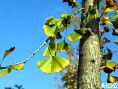 賞銀杏的朋友圈說(shuō)說(shuō)帶圖片 有關(guān)銀杏的唯美說(shuō)說(shuō)配圖6